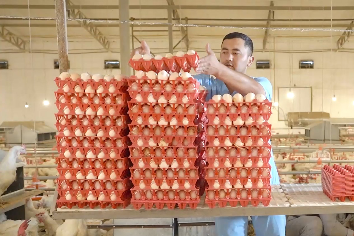 Инкубационное яйцо