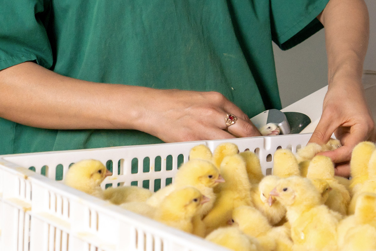 Суточные цыплята