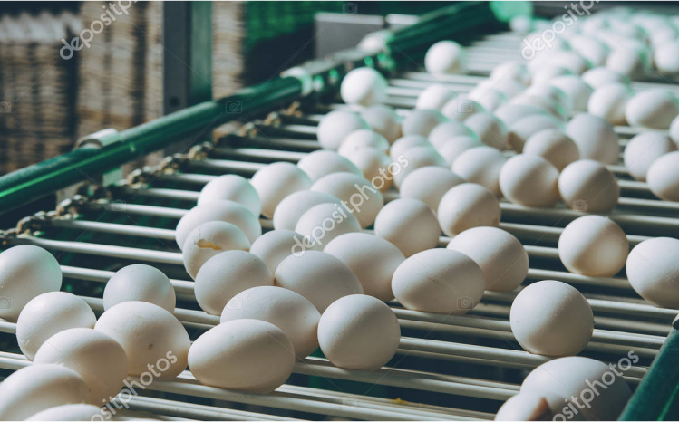 Участие в IX Международном  форуме птицеводов