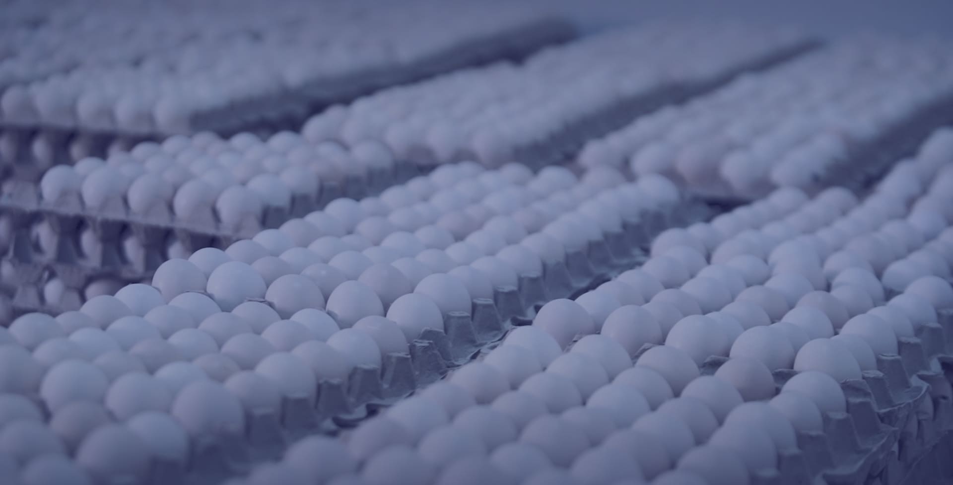 Инкубационное яйцо