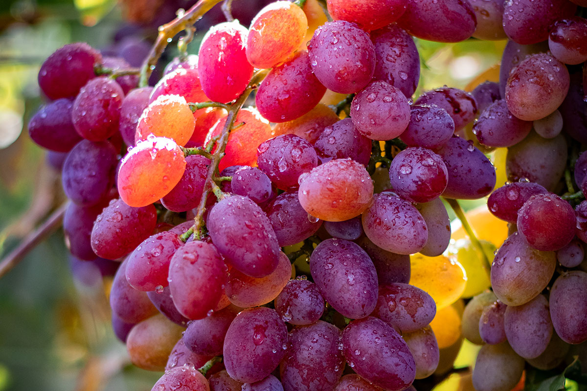 Изюм Golden (Кишмиш)