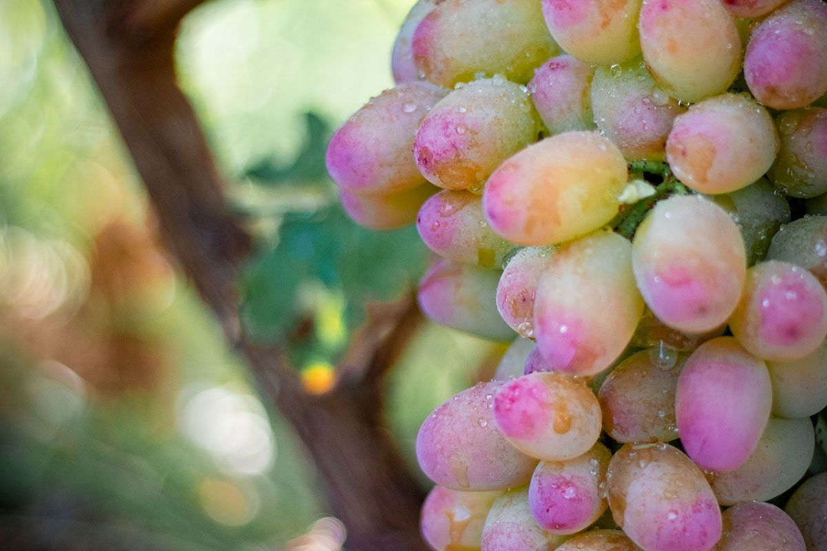 Изюм Golden (Кишмиш)