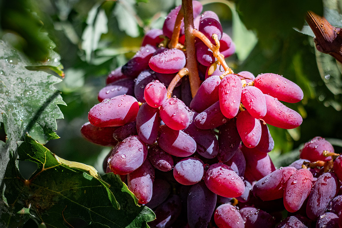 Изюм Golden (Кишмиш)