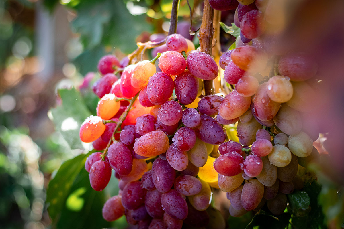 Изюм Golden (Кишмиш)