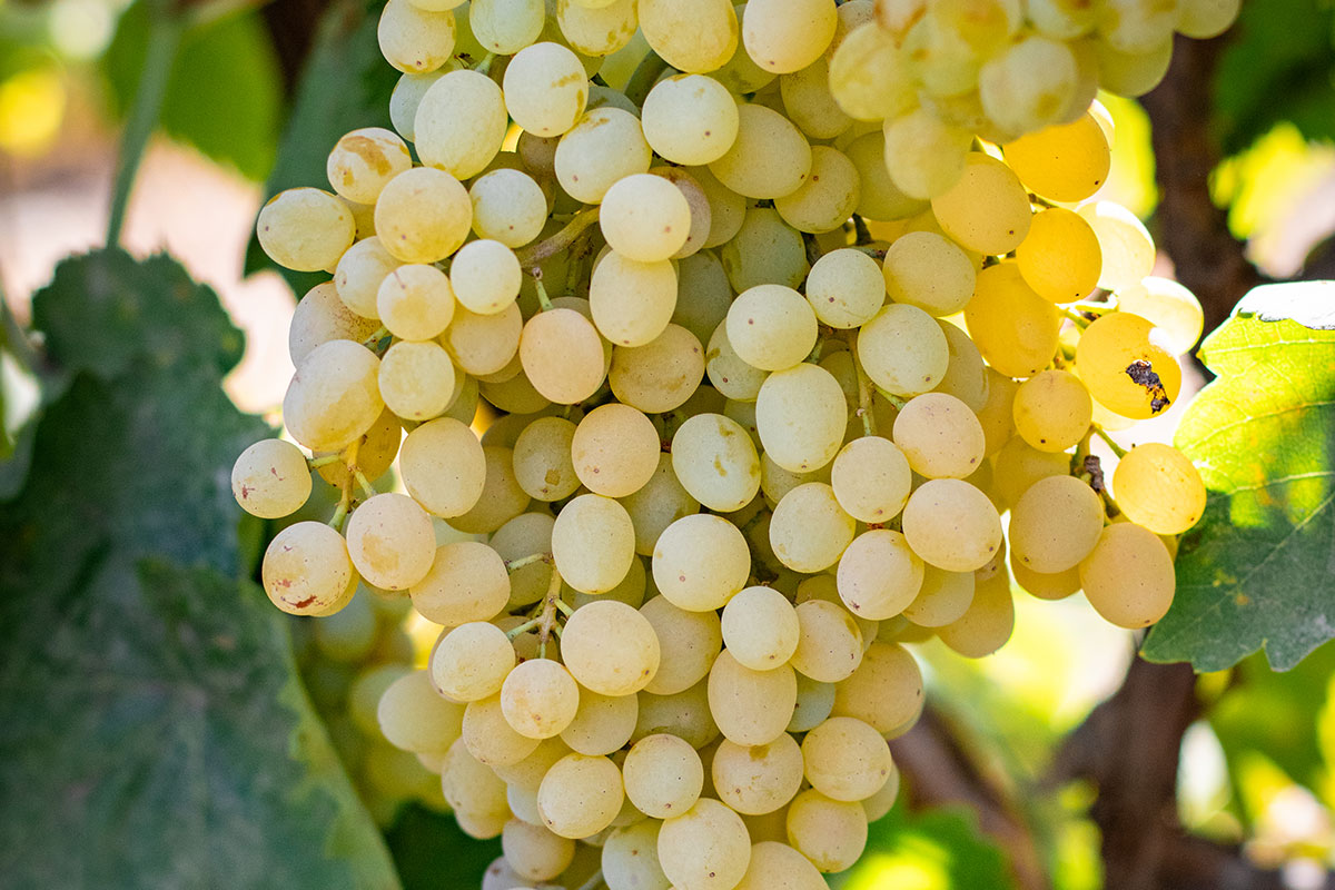 Изюм Golden (Кишмиш)