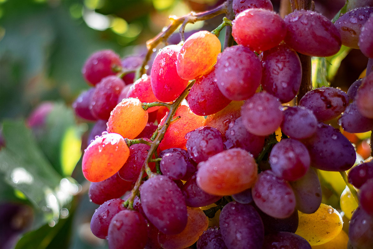 Изюм Golden (Кишмиш)