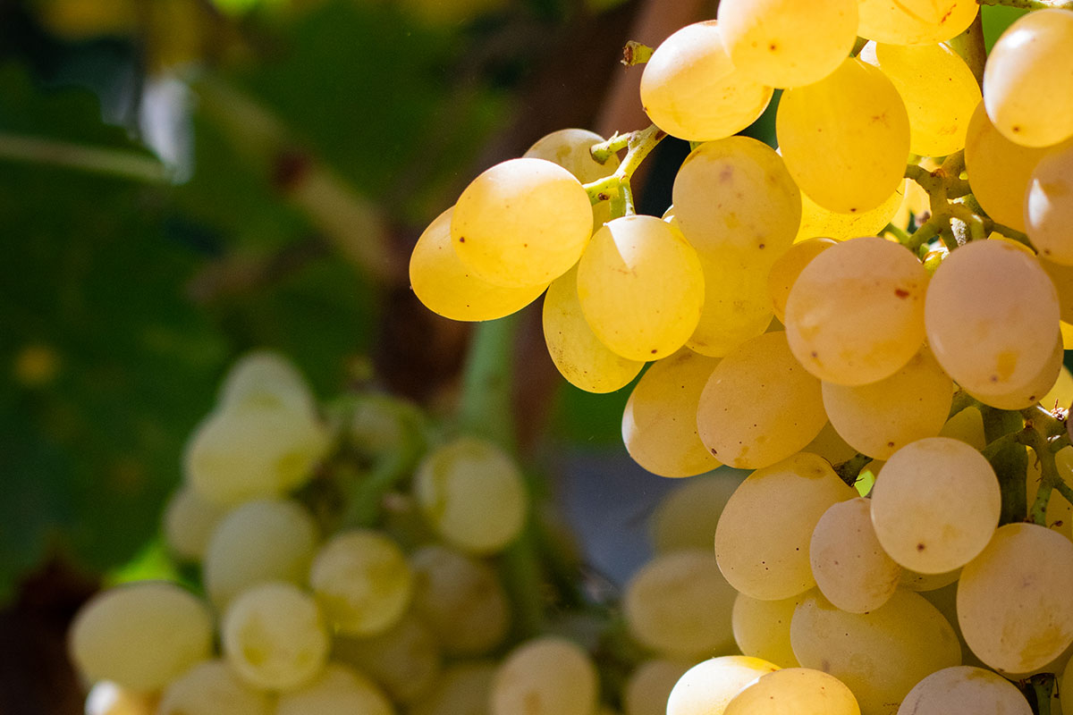 Изюм Golden (Кишмиш)