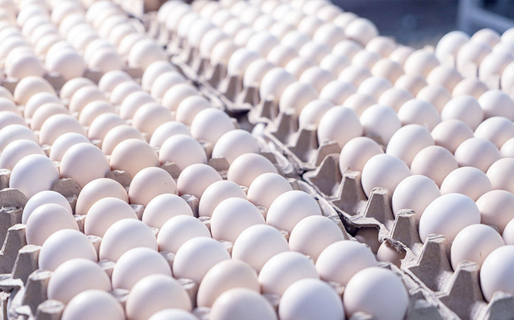 инкубационных яиц производим в день