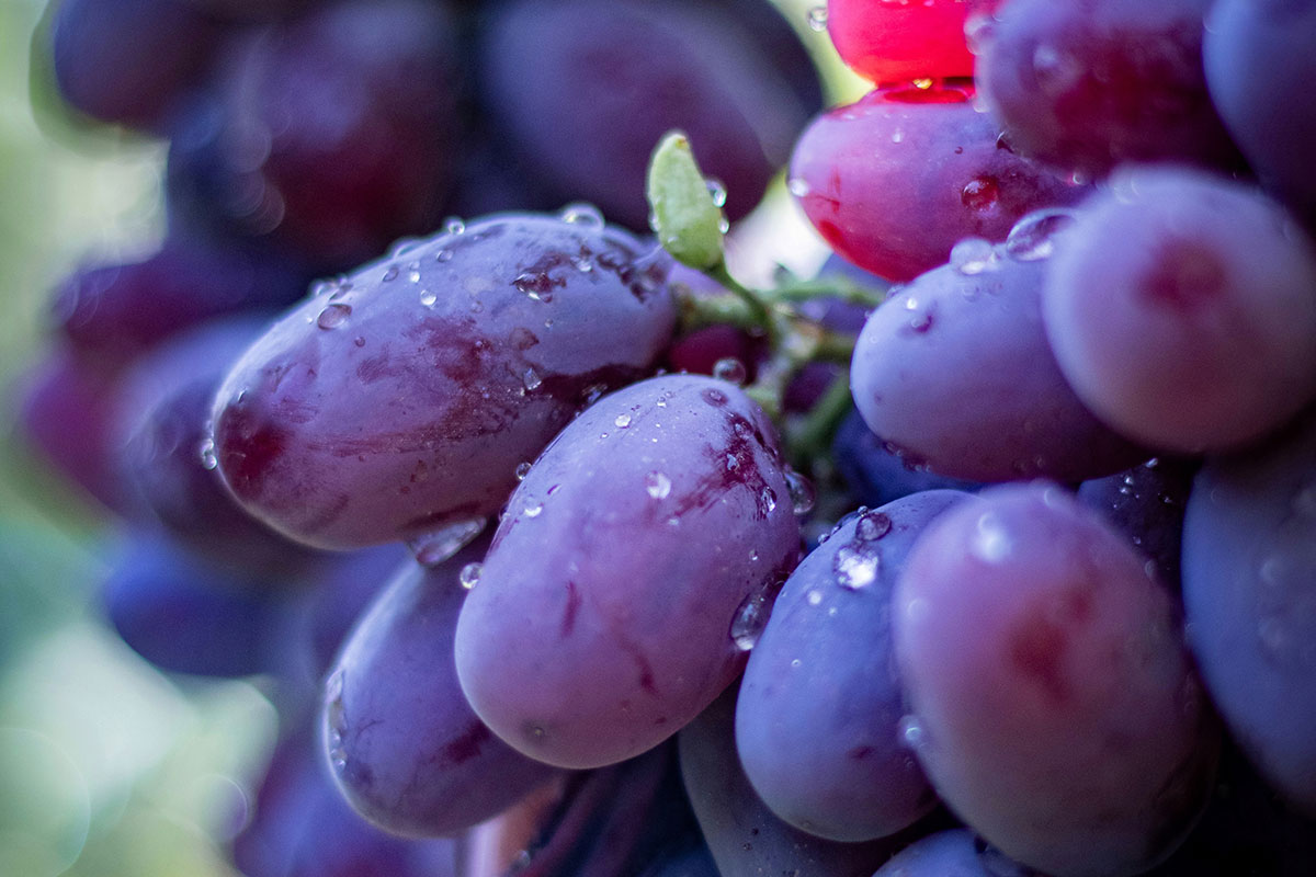 Изюм Golden (Кишмиш)