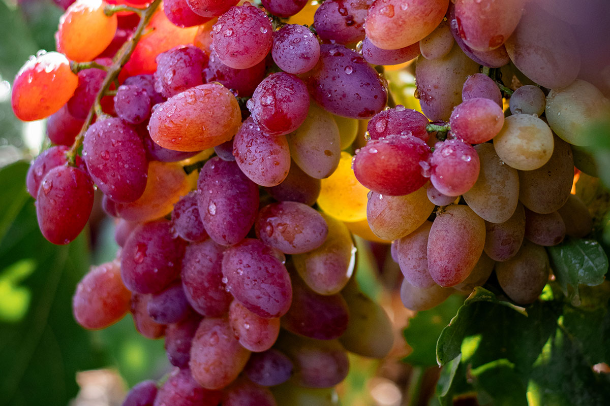 Изюм Golden (Кишмиш)