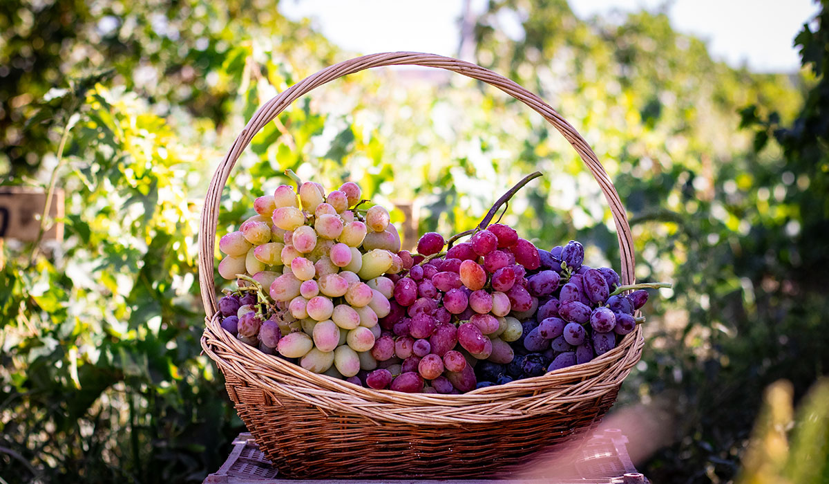 Какая польза изюма для человека?