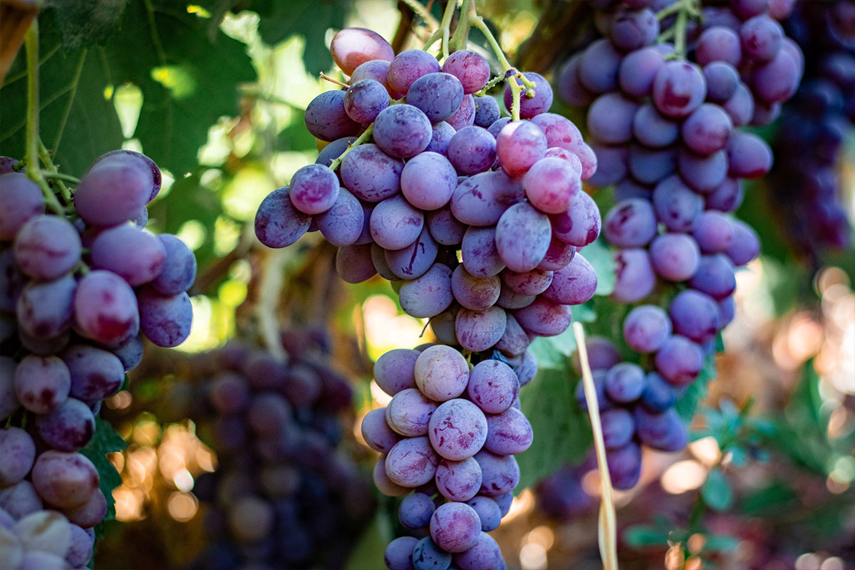 Изюм Golden (Кишмиш)