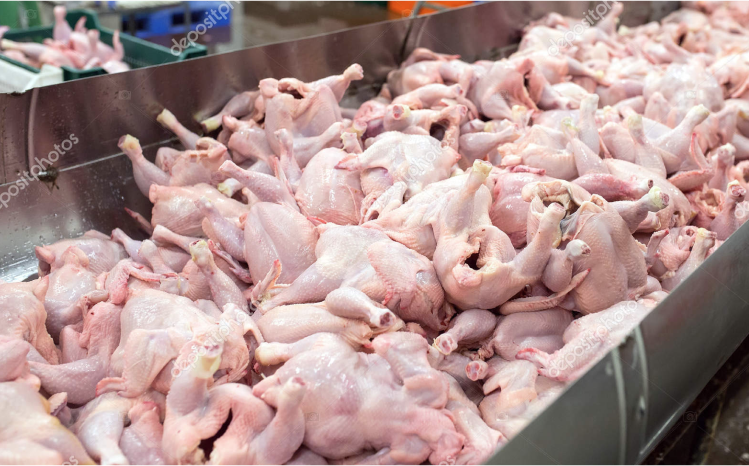 Участие в IX Международном  форуме птицеводов