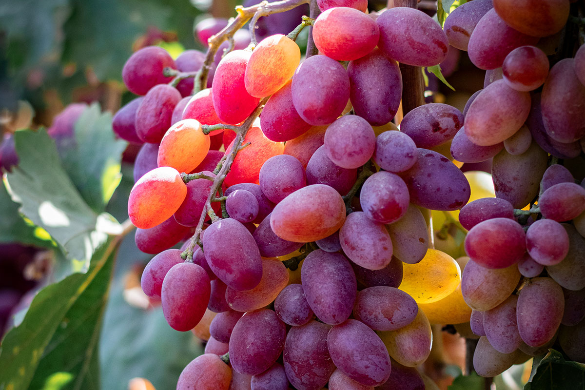 Изюм Golden (Кишмиш)