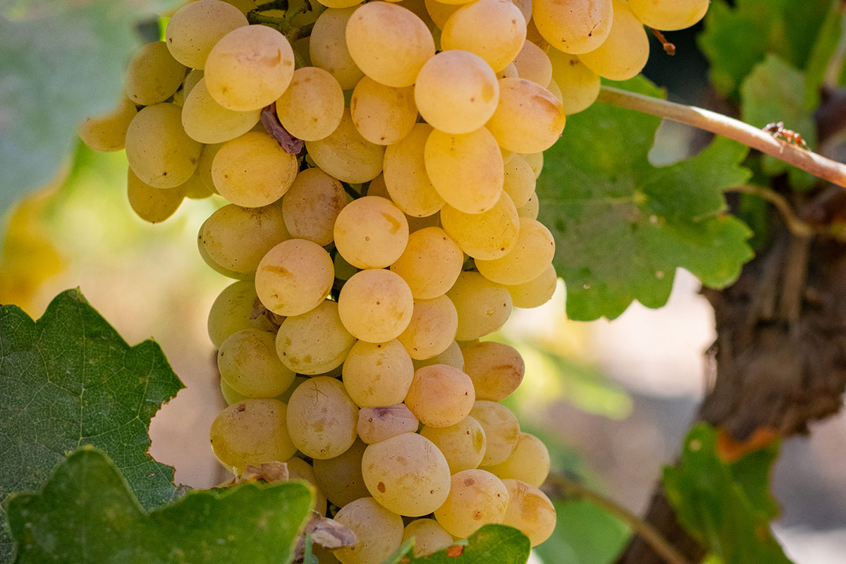 Изюм Golden (Кишмиш)