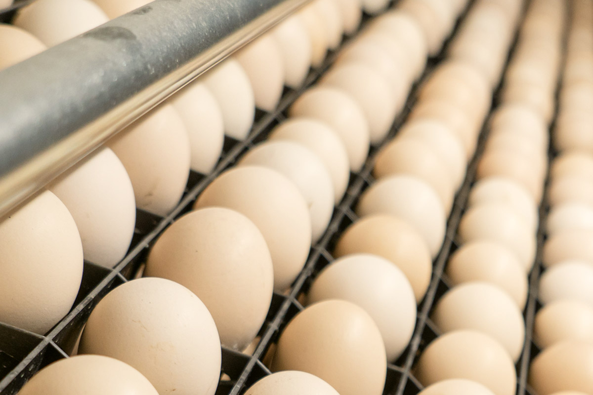 Инкубационное яйцо