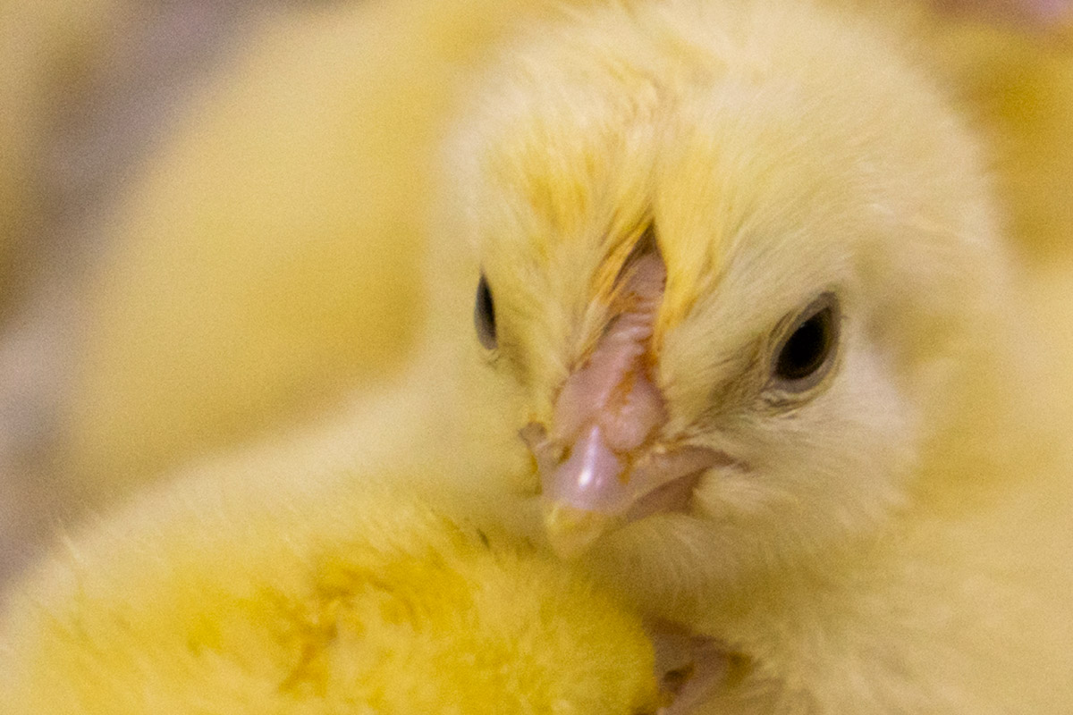 Суточные цыплята