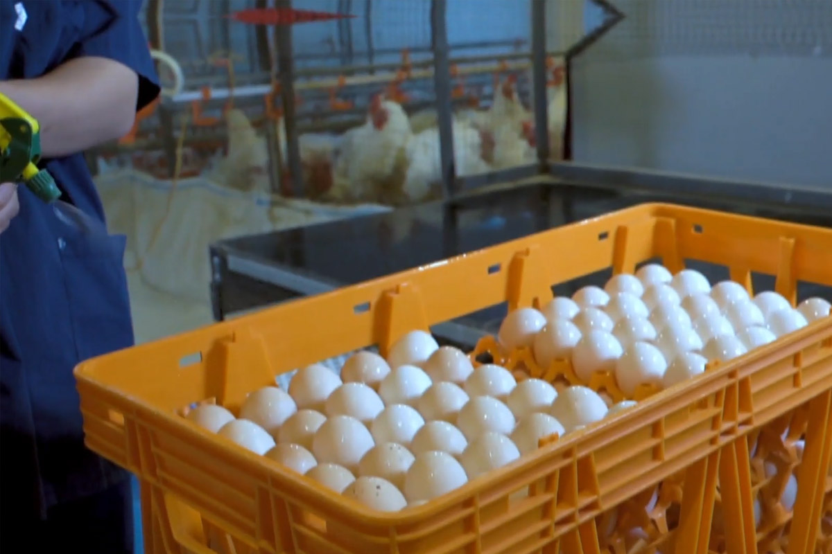 Инкубационное яйцо