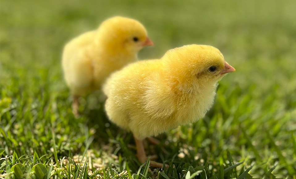 Суточные цыплята