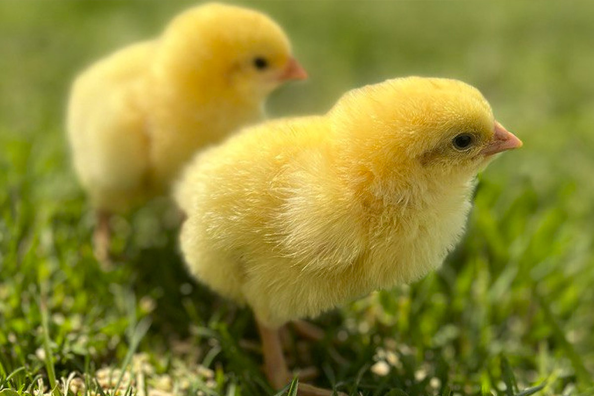 Суточные цыплята