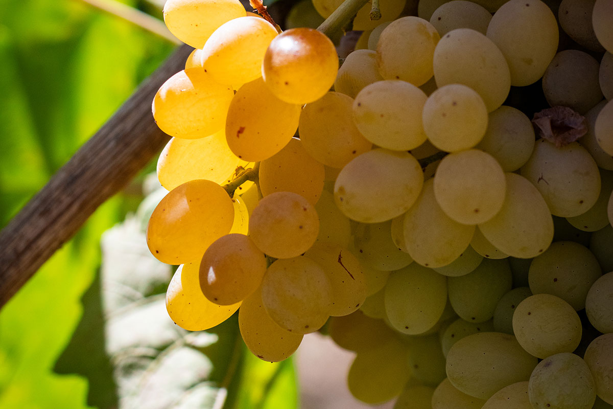 Изюм Golden (Кишмиш)