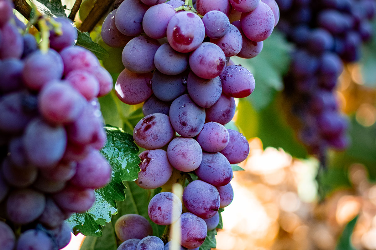 Изюм Golden (Кишмиш)