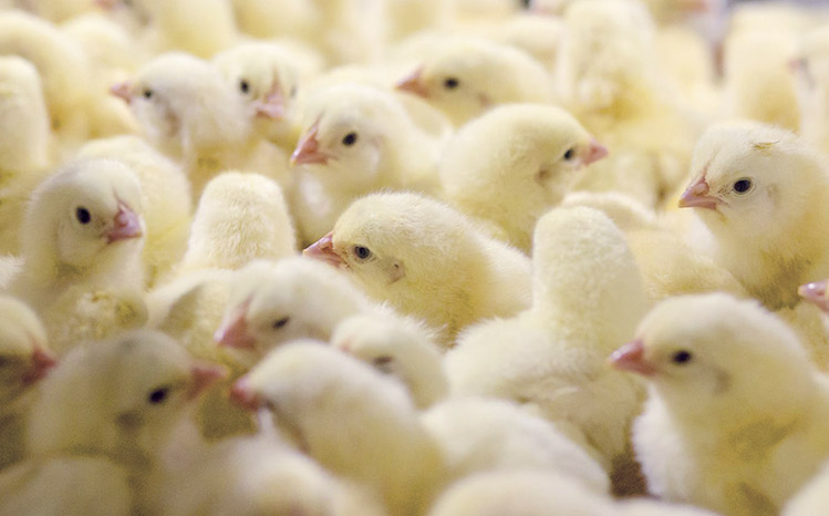 цыплят выращиваем в инкубаторах в день
