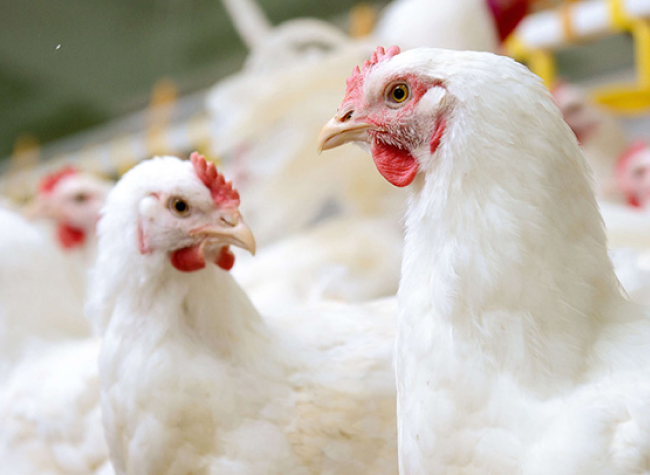 Мониторинг цен на мясо птицы в России и за рубежом, данные на 10 июля 2023 года